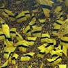 Dortmund vs psg
